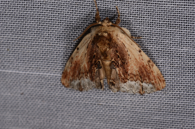 Chasse Aux Papillons - Mazières-sur-Béronne - 11-08-2018 - Ptilodon cucullina (46).jpg