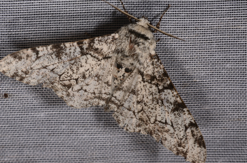 Chasse Aux Papillons - Mazières-sur-Béronne - 11-08-2018 - Biston betularia (21).jpg