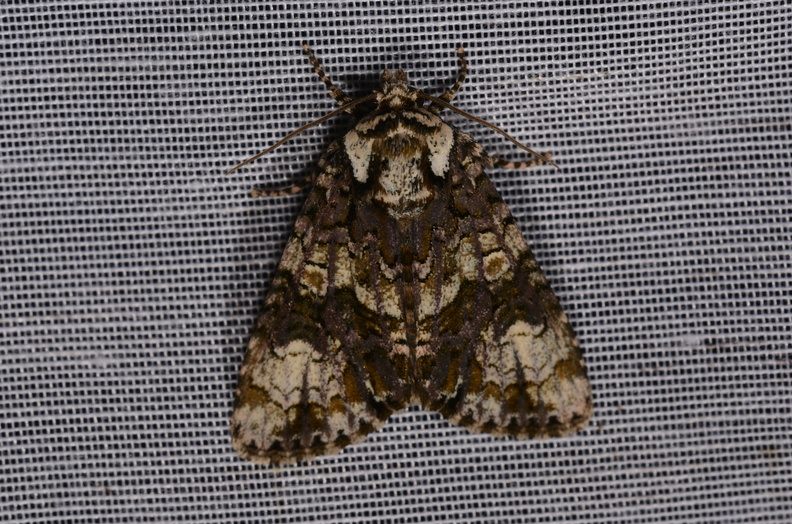 Chasse Aux Papillons - Mazières-sur-Béronne - 11-08-2018 - Craniophora ligustri (57).jpg