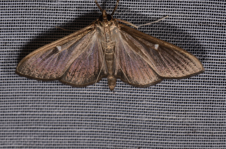 Chasse Aux Papillons - Mazières-sur-Béronne - 11-08-2018 - Cydalima perspectalis (13).jpg