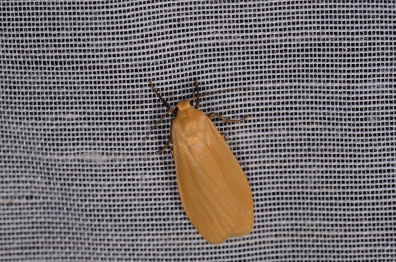 Chasse Aux Papillons - Mazières-sur-Béronne - 11-08-2018 - Eilema sororcula (19).jpg