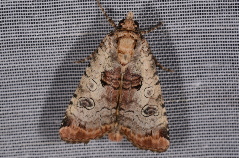 Chasse Aux Papillons - Mazières-sur-Béronne - 11-08-2018 - Epilecta linogrisea (71).jpg