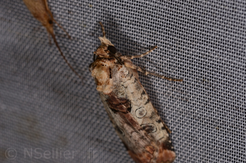 Chasse Aux Papillons - Mazières-sur-Béronne - 11-08-2018 - Epilecta linogrisea (73).jpg