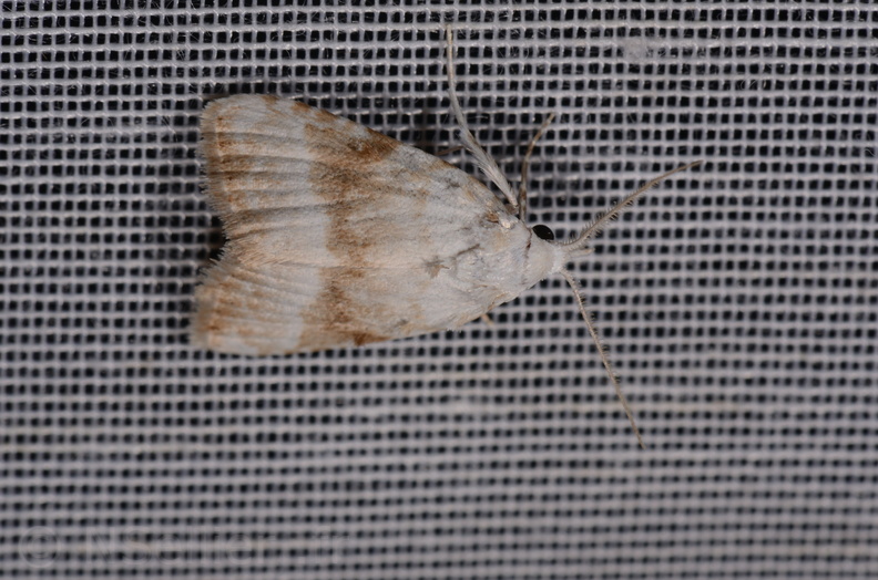 Chasse Aux Papillons - Mazières-sur-Béronne - 11-08-2018 - Meganola albula (28).jpg