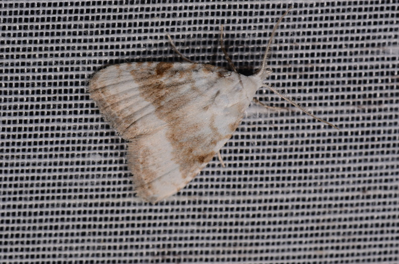 Chasse Aux Papillons - Mazières-sur-Béronne - 11-08-2018 - Meganola albula (29).jpg