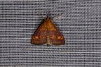 Pyrausta aurata