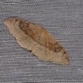 Idaea degeneraria