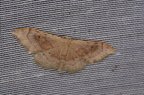 Idaea degeneraria