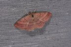 Scopula rubiginata