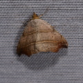 Laspeyria flexula