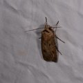Agrotis exclamationis