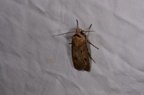 Agrotis exclamationis