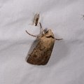 Agrotis segetum