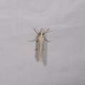 Crambus perlellus
