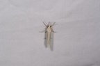 Crambus perlellus