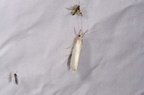 Crambus perlellus
