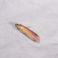 Oncocera semirubella
