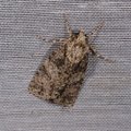 Acronicta rumicis