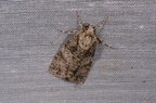Acronicta rumicis