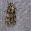 Acronicta rumicis