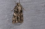 Acronicta rumicis