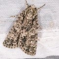 Acronicta rumicis