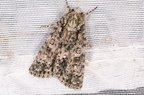 Acronicta rumicis
