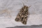 Acronicta rumicis