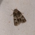 Acronicta rumicis