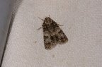 Acronicta rumicis