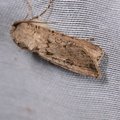 Agrotis segetum