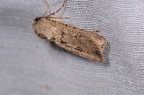 Agrotis segetum