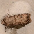 Agrotis segetum