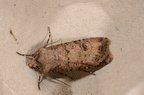 Agrotis segetum