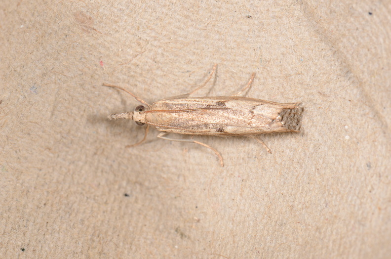 Agriphila geniculea