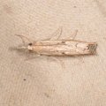 Agriphila geniculea