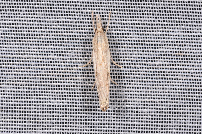 Agriphila geniculea