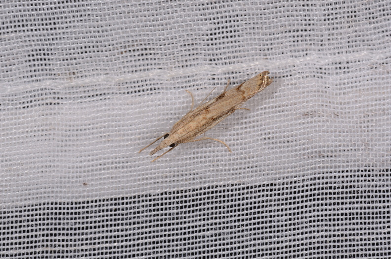 Agriphila geniculea