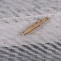 Agriphila geniculea