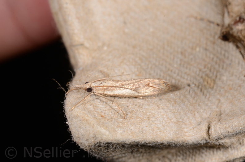 Agriphila geniculea