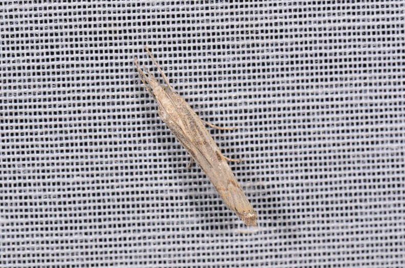 Agriphila geniculea