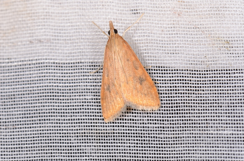 Chasse Aux Papillons - Chizé - 16-09-2019 - Udea ferrugalis (18).jpg