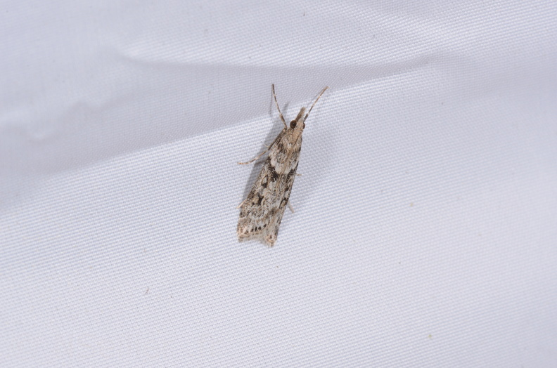 Eudonia angustea