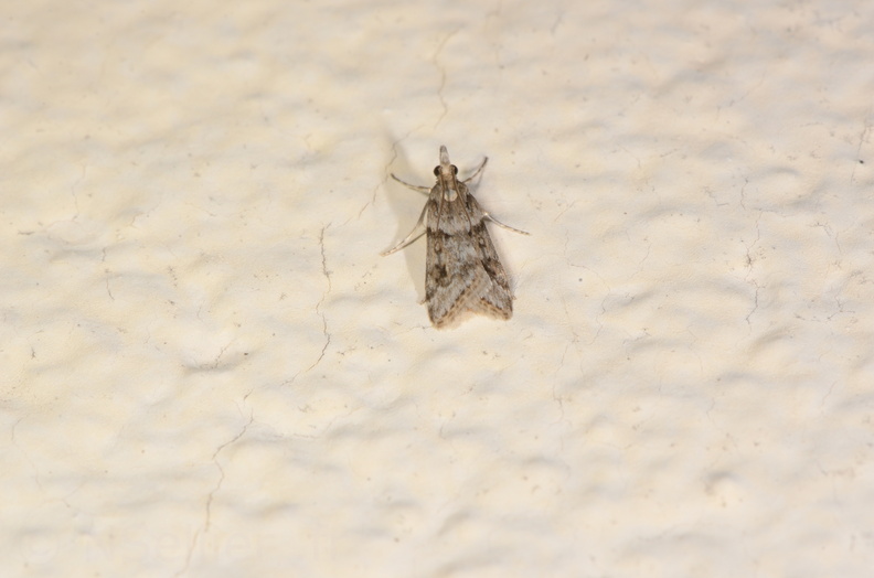 Eudonia angustea