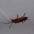 Rhagonycha fulva
