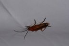 Rhagonycha fulva