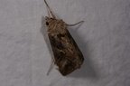 Autographa gamma