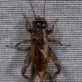 Eumodicogryllus bordigalensis