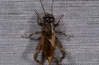 Eumodicogryllus bordigalensis