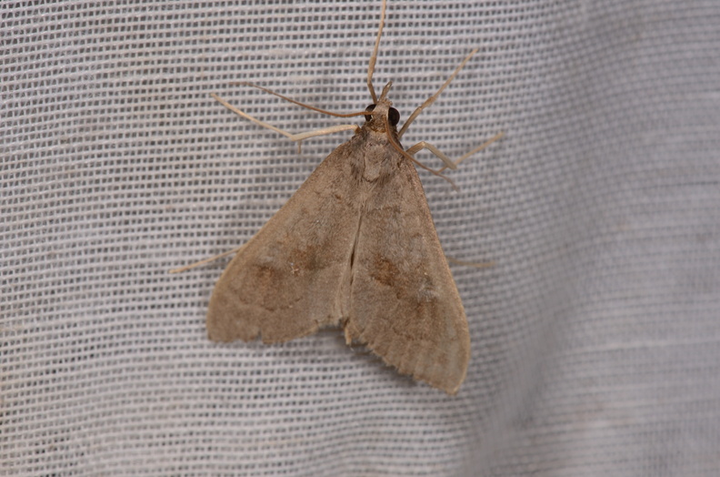 Mecyna asinalis